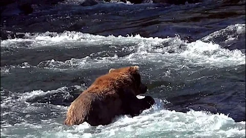Brown Bear in River Dives &amp; Catches Fish &amp; Carries it Towards the Camera Stock Footage 73217244
