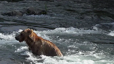 Brown Bear in River Dives for Fish Then Repositions Himself Stock Footage 50774156