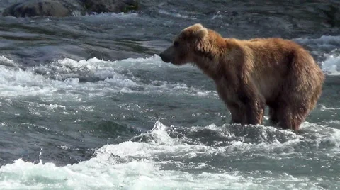 Brown Bear in River Turns &amp; Wipes His Face With His Paw Stock Footage 50748198