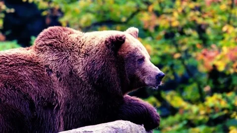 Brown Bear Roaming Through Forest Edge Stock Footage 310856261