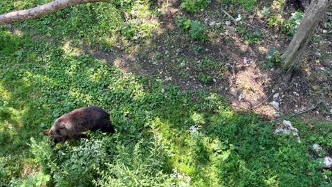 A brown bear roams the forest in search of food Stock Footage 246961703