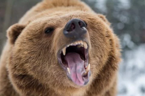 Brown bear roaring in forest Stock Photos