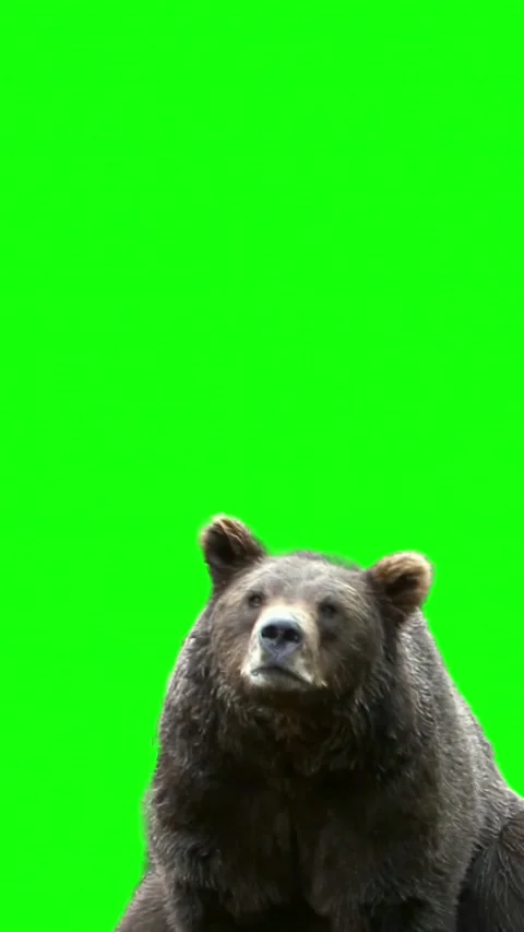 Brown bear roaring on green screen background Stock Footage 337802492