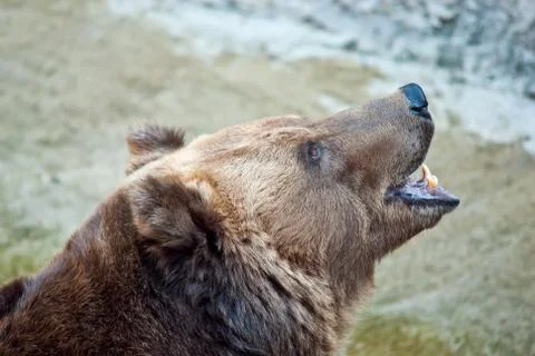 Brown bear roars Stock Photos