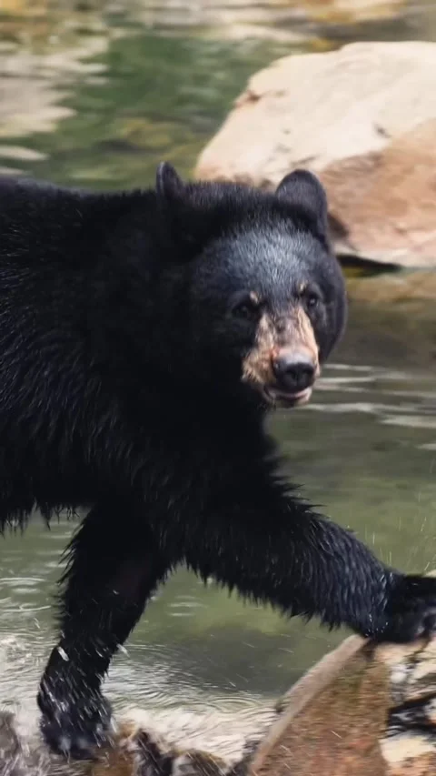 Brown bear on a rock Stock Footage 269951639