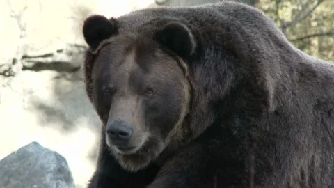 Brown bear by rocks Stock Footage 237508778