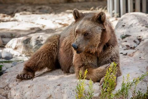 Brown bear on the rocks. Stock Photos