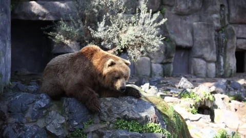 Brown bear on rocky ledge in Spanish zoo enclosure at midday sun Stock Footage 330934893