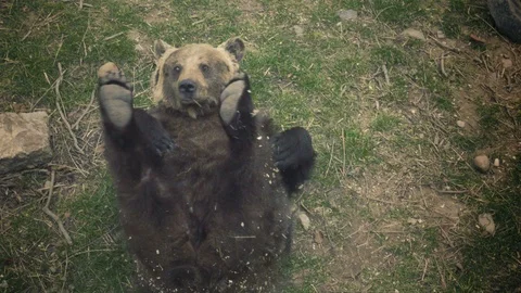 Brown bear rolls on his back and plays with his legs, lying bear. Vídeo Stock 88880572