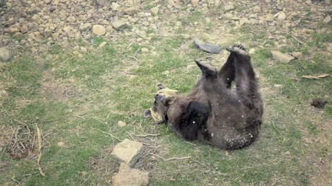 Brown bear rolls on his back and plays with his legs, lying bear. Vídeo Stock 88964912