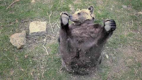 Brown bear rolls on his back and plays with his legs, lying bear. Vídeos de archivo 89216919