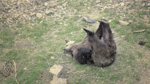 Brown bear rolls on his back and plays with his legs, lying bear. Vídeo Stock 89779159