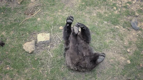 Brown bear rolls on his back and plays with his legs, lying bear. Vídeo Stock 89779685