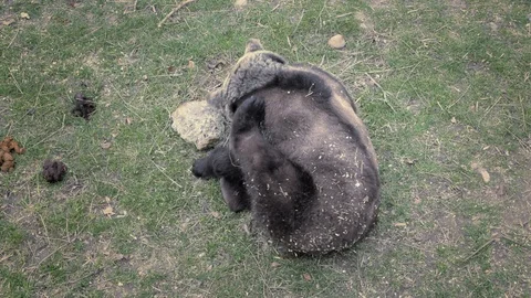 Brown bear rolls on his back and plays with his legs, lying bear. Vídeo Stock 89779971