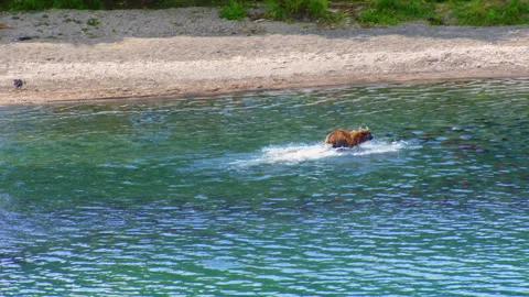 Brown bear running and hunting salmon in a river Stock Footage 337028434