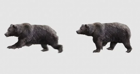 Brown Bear Running and Walking Stock Footage 194115349