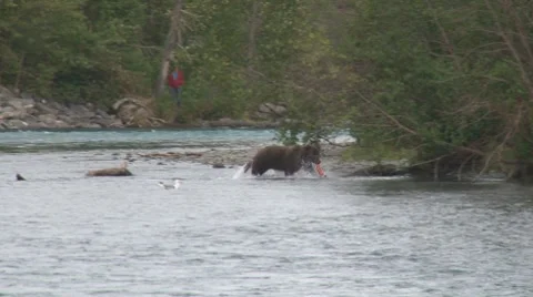 Brown Bear Running Ashore with Salmon Carcass 스톡 동영상 8520547