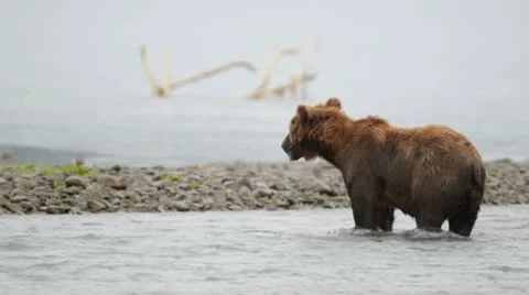 Brown bear running with fish. Stock Footage 10579259