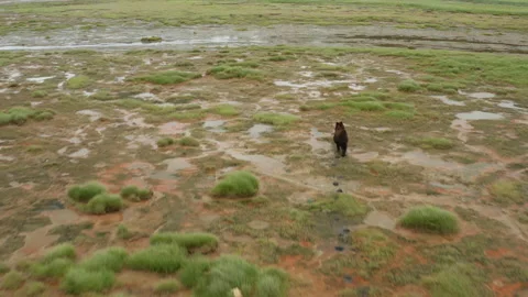 The brown bear runs away from the camera. Shooting in a swampy area. Green grass Video stock 230077213