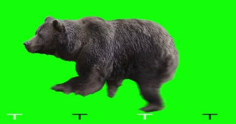 Brown Bear runs. Green screen. Stock Footage