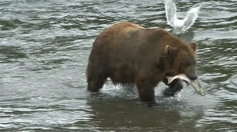 BROWN BEAR RUNS WITH SALMON Video stock 21223158