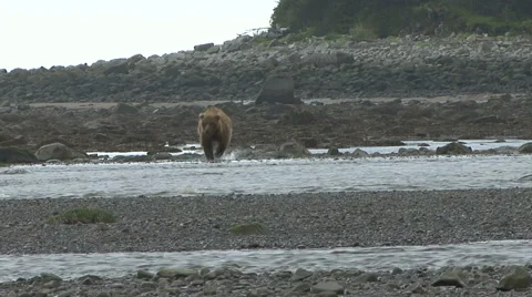 Brown Bear Runs Toward Video stock 53496912