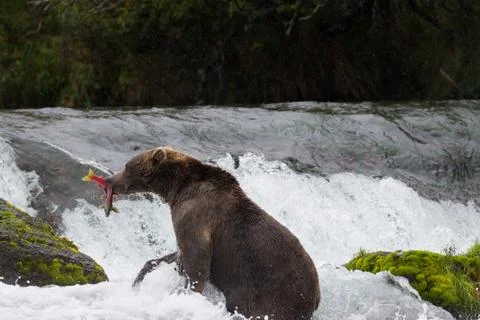 Brown Bear with Salmon in Brooks River Stock Photos