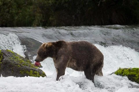Brown Bear with Salmon in Brooks River Stock Photos