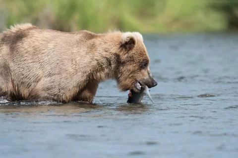 Brown bear with salmon Stock-Fotos