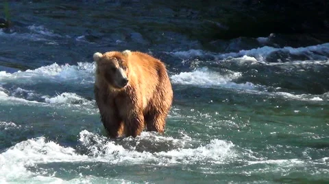 Brown Bear in Salmon Stream Lit by Nice Morning Light Stock Footage 50748269