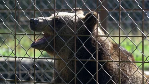 Brown bear in sanctuary shows his teeth Stockbeeldmateriaal 70146917