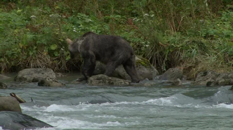 BROWN BEAR WITH SCARS 動画素材 32585470