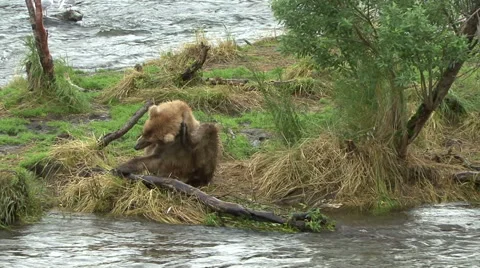 A Brown Bear scratches it's self at Brooks Falls, Alaska. Video stock 66687611