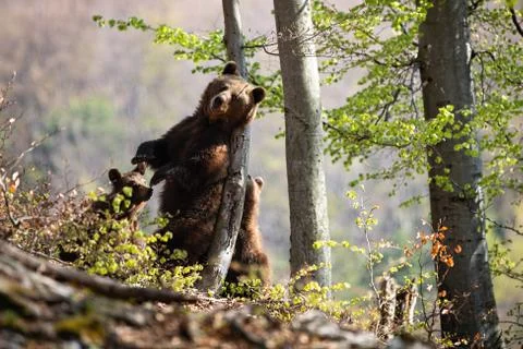Brown bear scratching back on tree in summer forest. Stock Photos