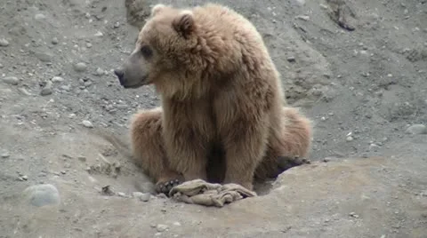 Brown Bear Scratching Stockbeeldmateriaal 11246718