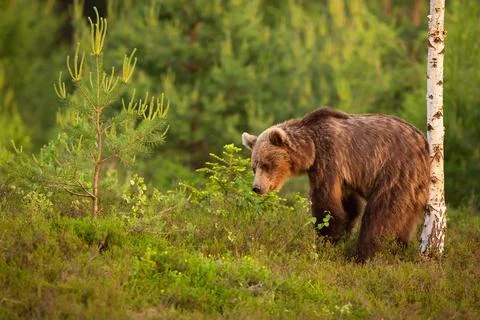Brown bear scratching its back on a birch tree in summer nature Stock Photos