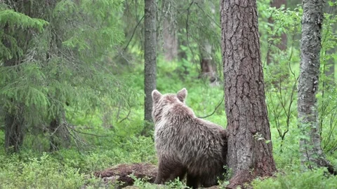 Brown bear scratching itself Stock Footage 202092557