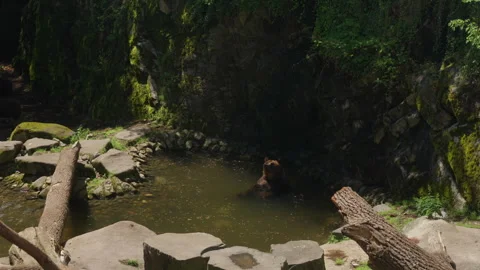 Brown bear scratching itself while sitting in the water of a castle moat Stock Footage 318349891