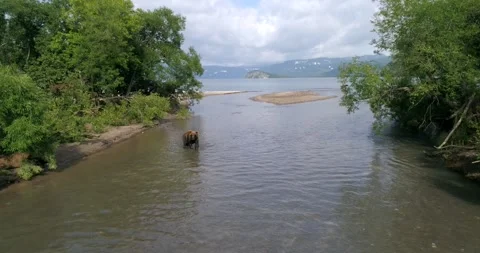 Brown Bear searching for Salmon heading downstream to Kuril lake in Kamchatka Stock Footage 290161485