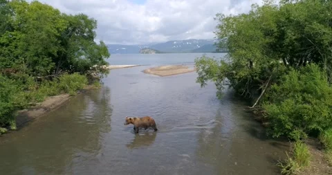 Brown Bear searching for Salmon heading downstream to Kuril lake in Kamchatka Stock Footage 291624056