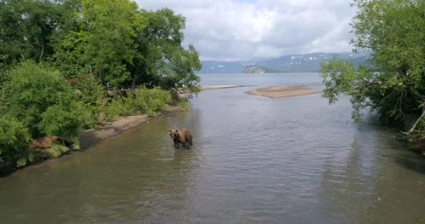 Brown Bear searching for Salmon heading downstream to Kuril lake in Kamchatka Stock Footage 291624196