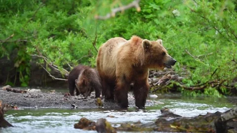 Brown Bear searching for Salmon heading downstream to Kuril lake in Kamchatka Stock Footage 291624284
