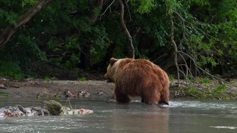 Brown Bear searching for Salmon heading downstream to Kuril lake in Kamchatka Stock Footage 291624298