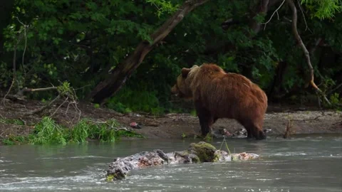 Brown Bear searching for Salmon heading downstream to Kuril lake in Kamchatka Stock Footage 291624401