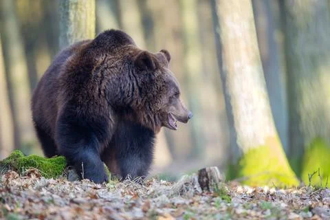 Brown Bear in Serene Forest Setting on a Sunny Day Stock Photos
