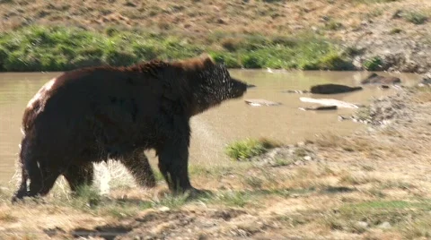 Brown Bear shakes off Stock Footage 814111