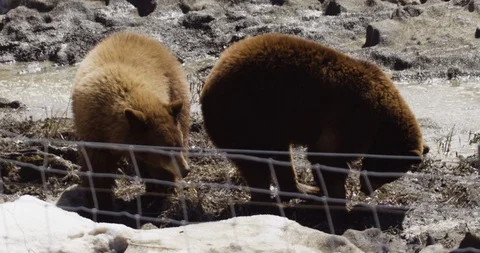 Brown bear shaking off slow motion Stock Footage 106592862