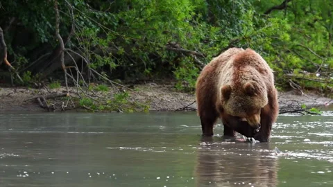 Brown bear in shallow river, eating fish freshly out of water Stock Footage 321691774