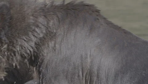 Brown bear in a shallow river, fur close-up to wide Stock Footage 344092301