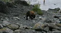 Brown Bear on shore walking P HD 7466 HD Footage